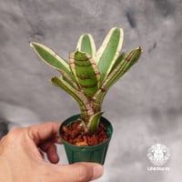 Neoregelia Hello Kitty ネオレゲリア ハローキティ  Neoregelia ブロメリア  Bromeliad ブロメリア科ネオレゲリア属