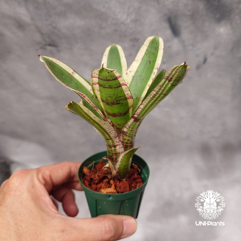 原種ブロメリア エンコリリウム ニベルティ 実生 Neoregelia Hello Kitty ネオレゲリア ハローキティ Neoregeli