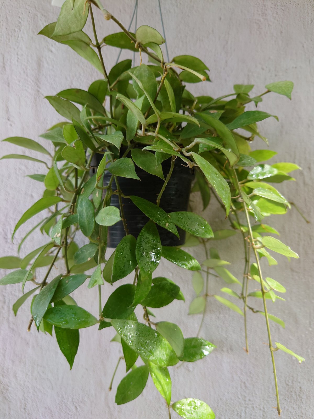ホヤ レベッカ サクララン Hoya cv.Rebecca ホヤ植物 植物 珍奇