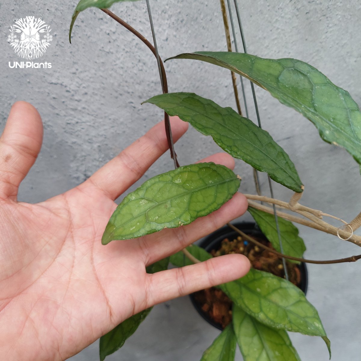 Hoya Aceh (NAP 01) ホヤ 希少 ホヤ植物 ホヤの花 珍しい 希少なホヤ