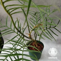 Philodendron tortum フィロデンドロン トータム フィロデンドロン アロイド