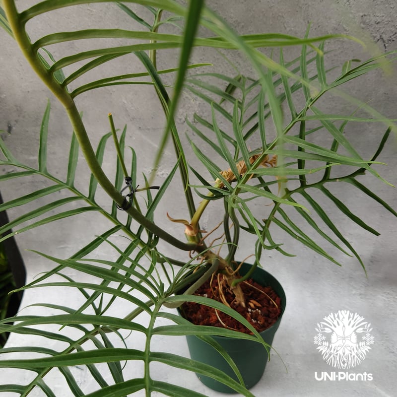 Philodendron tortum フィロデンドロン トータム フィロデンドロン