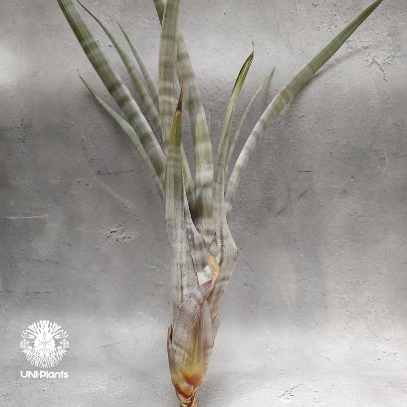 Tillandsia hildae チランジアヒルダエ Tillandsia インテリア植物
