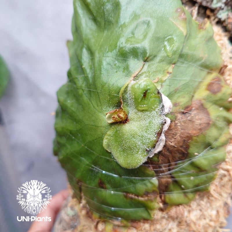 Platycerium grande ビカクシダ グランデ ビカクシダ原種 植物 シダ
