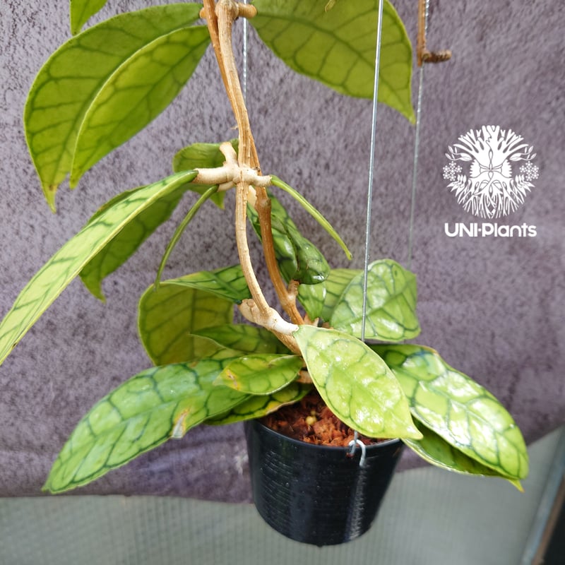 花座いっぱい! Hoya Callistophylla short leaves ホヤ カリス