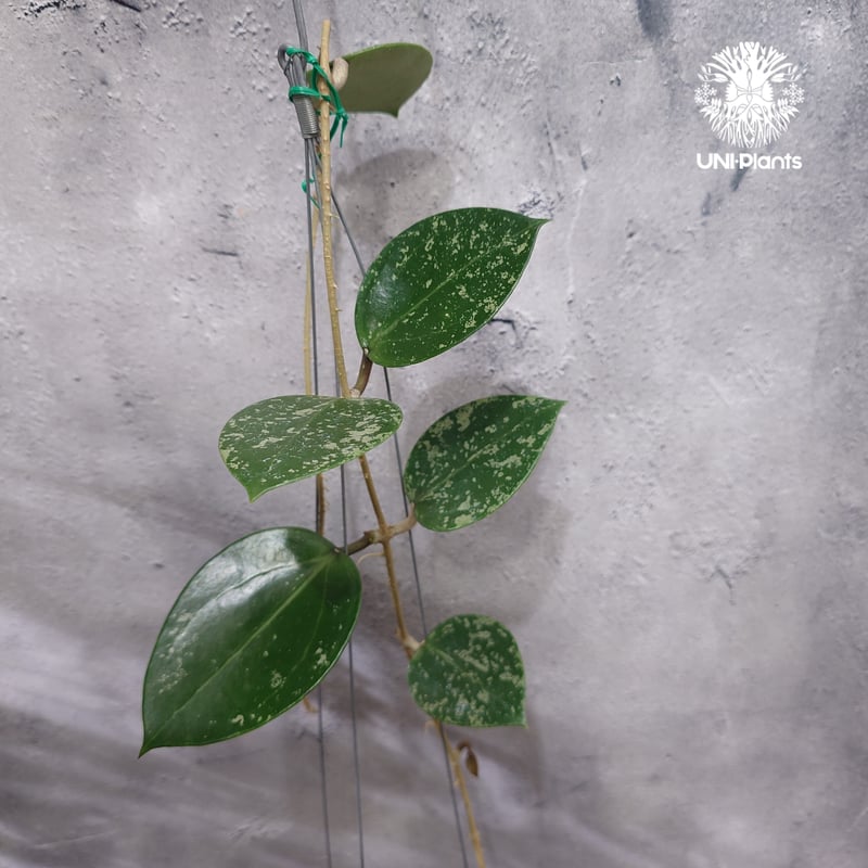 Hoya Parasitica Heart Leaves Splash ホヤ パラシティカ ハ