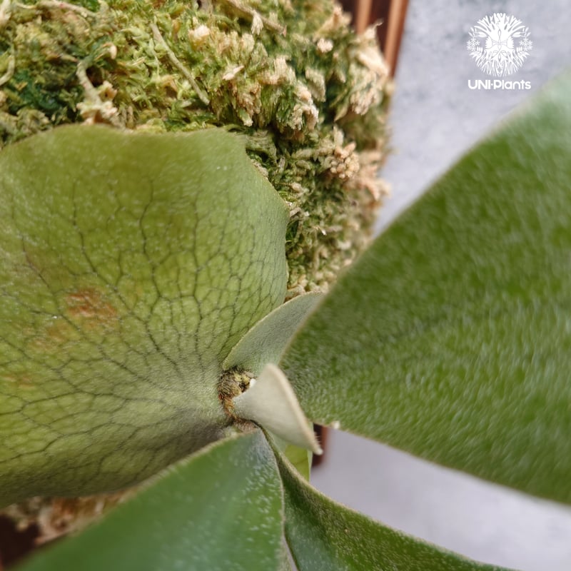 Platycerium hillii cv.Miss Moana（pup） ビカクシダ ヒリー