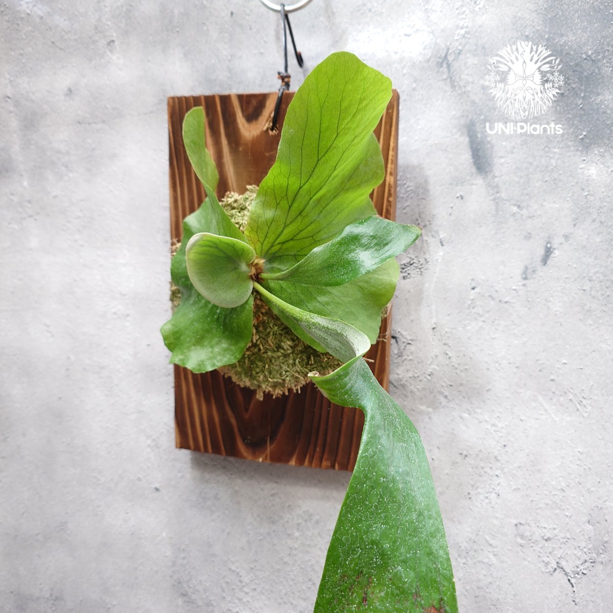 国内繁殖株・一点物】ビカクシダ ステマリア｜ビカクシダ原種