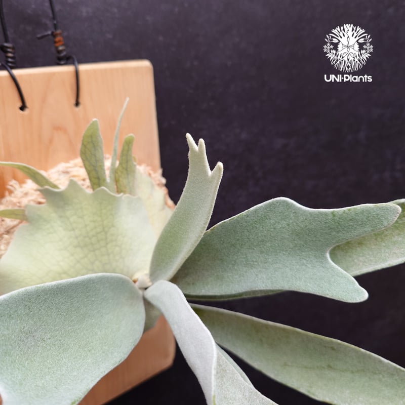 Patycerium veitchii cv. Silver frond ビカクシダ ベイチー