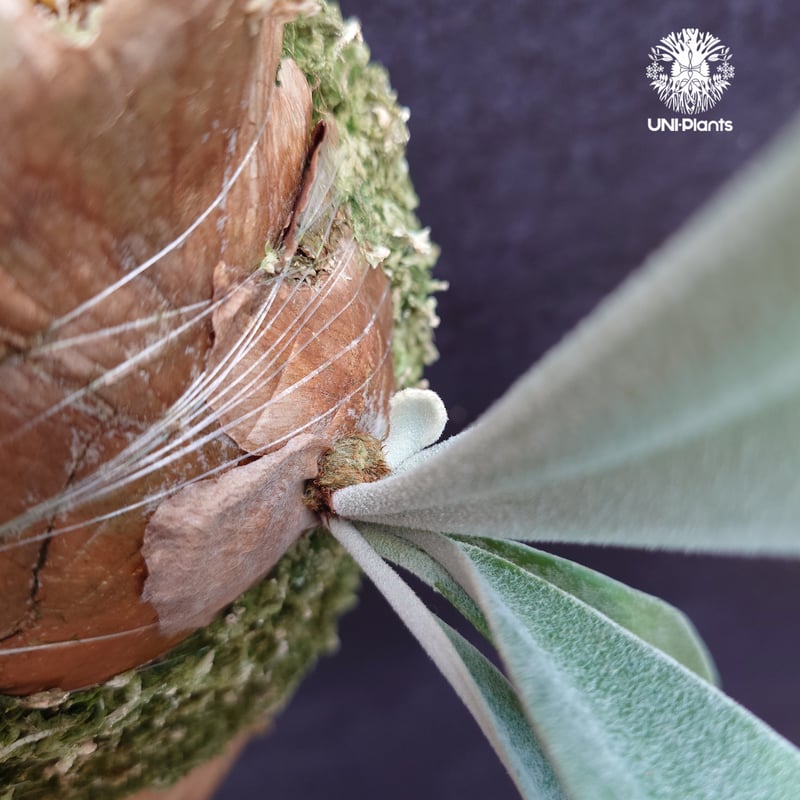 Patycerium veitchii ' Nukul ' ビカクシダ ベイチー シダ植物 ビ