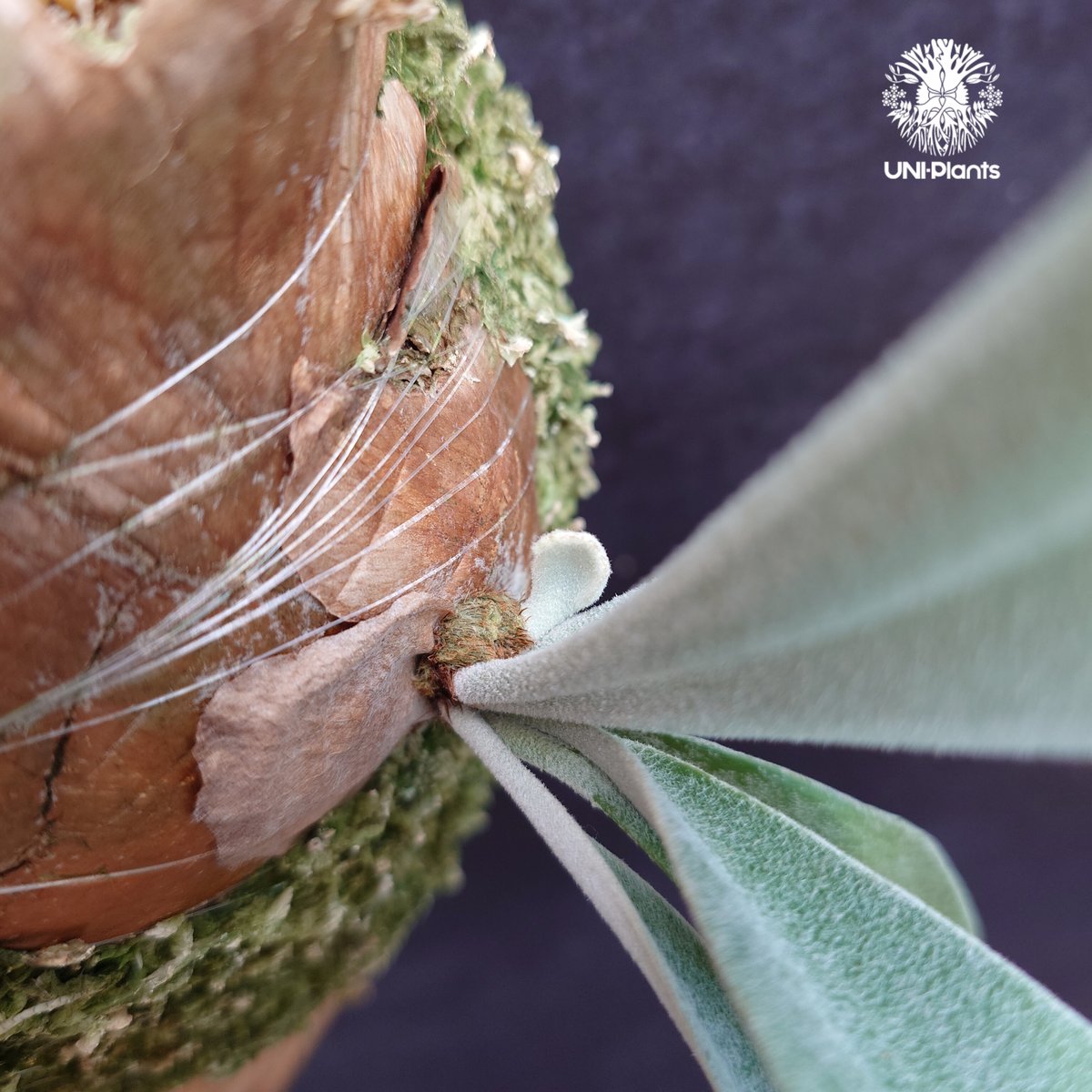 ビカクシダ　P.Nukul Patycerium veitchii ' Nukul ' ビカクシダ ベイチー シダ植物 ビ