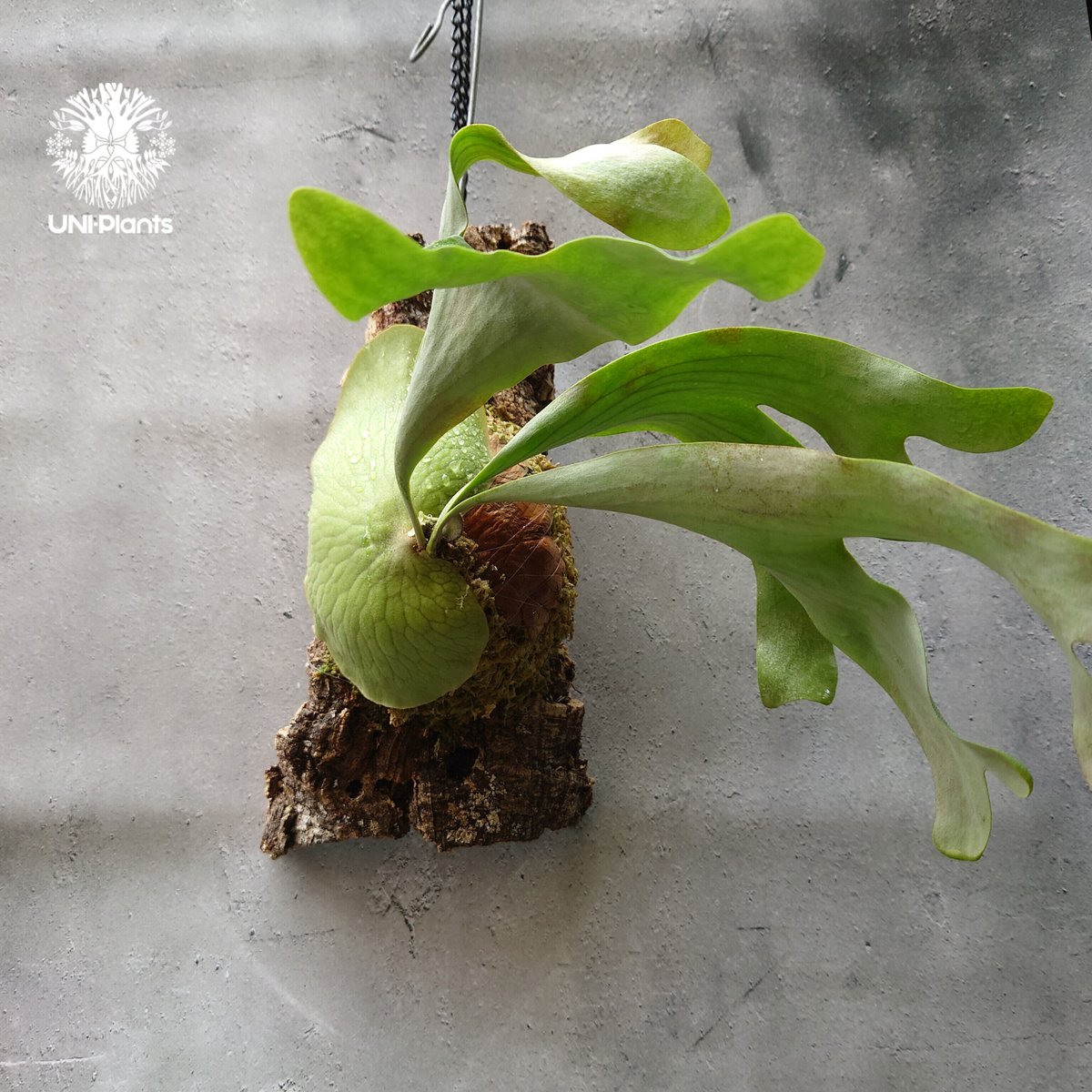 ハナ様ご依頼分プラティケリウム アルシコルネ＋チャイナビーン＋ヘテロクラダ ビカクシダ アルテミス Platycerium Artemis (Alcicorne x Qu