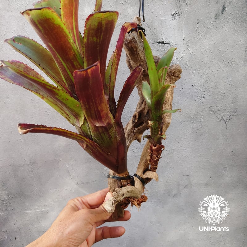 エクメア　ヌディカウルス　子株付き　 G103 子株付き エクメア ヌディカウルス G103 現品】エクメア