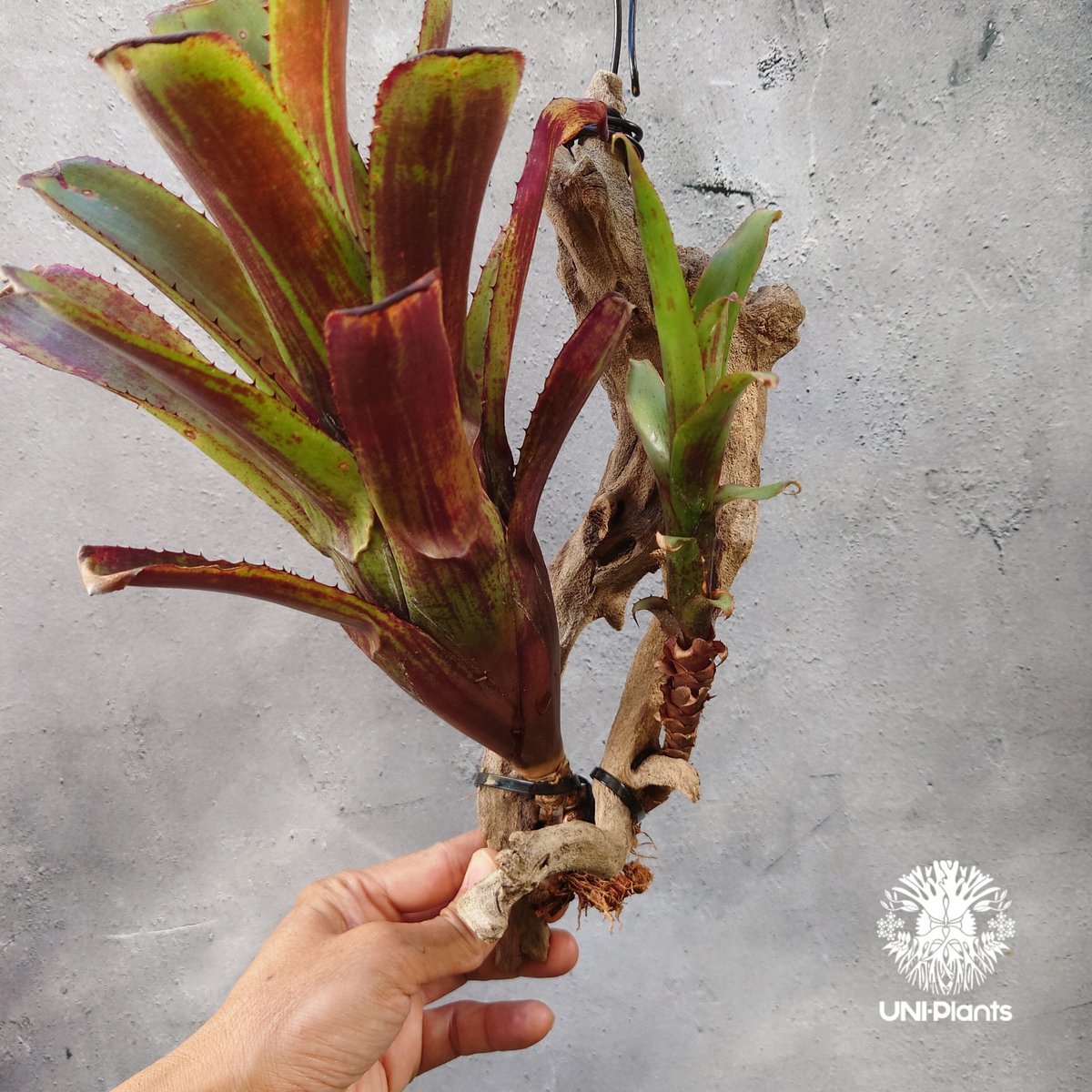 Aechmea nudicaulis エクメア ヌディカウリス 流木付け