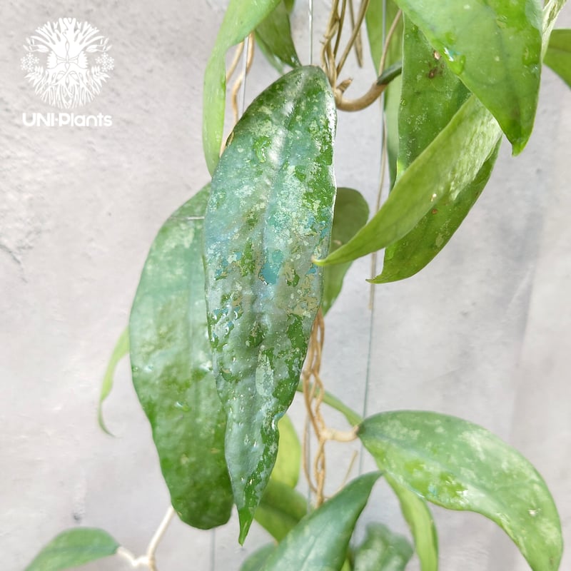 Hoya Finlaysonii splash （cv.trang）ホヤ フィレンソニー スプ