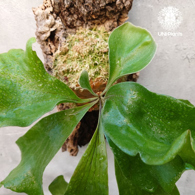 ビカクシダ ヒリードラゴン Platycerium hillii cv.Dragon コウモリ