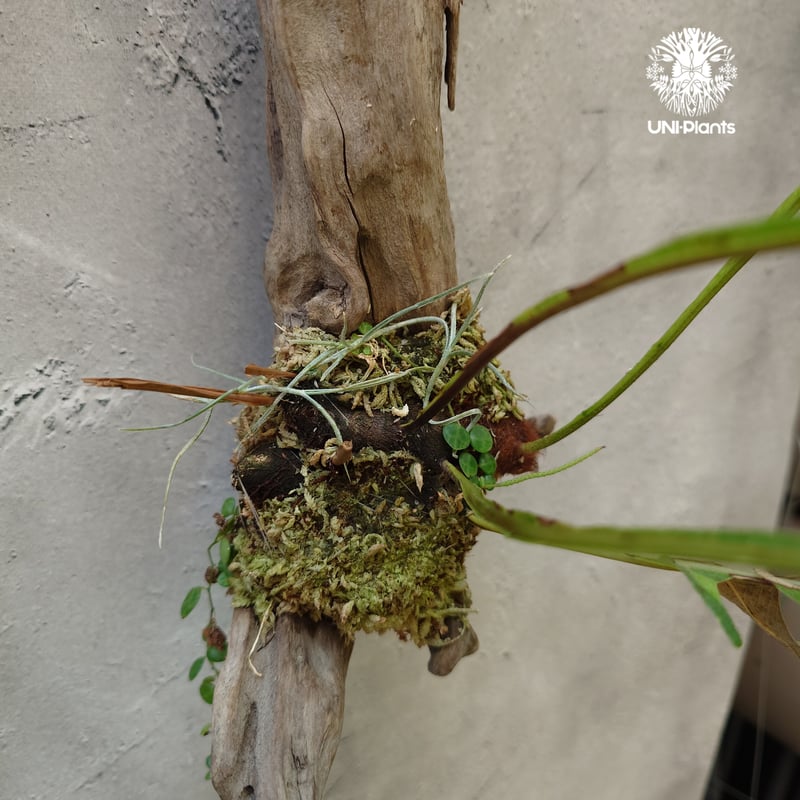 Drynaria quercifolia variegata ドリナリア クエルシフォリア バ