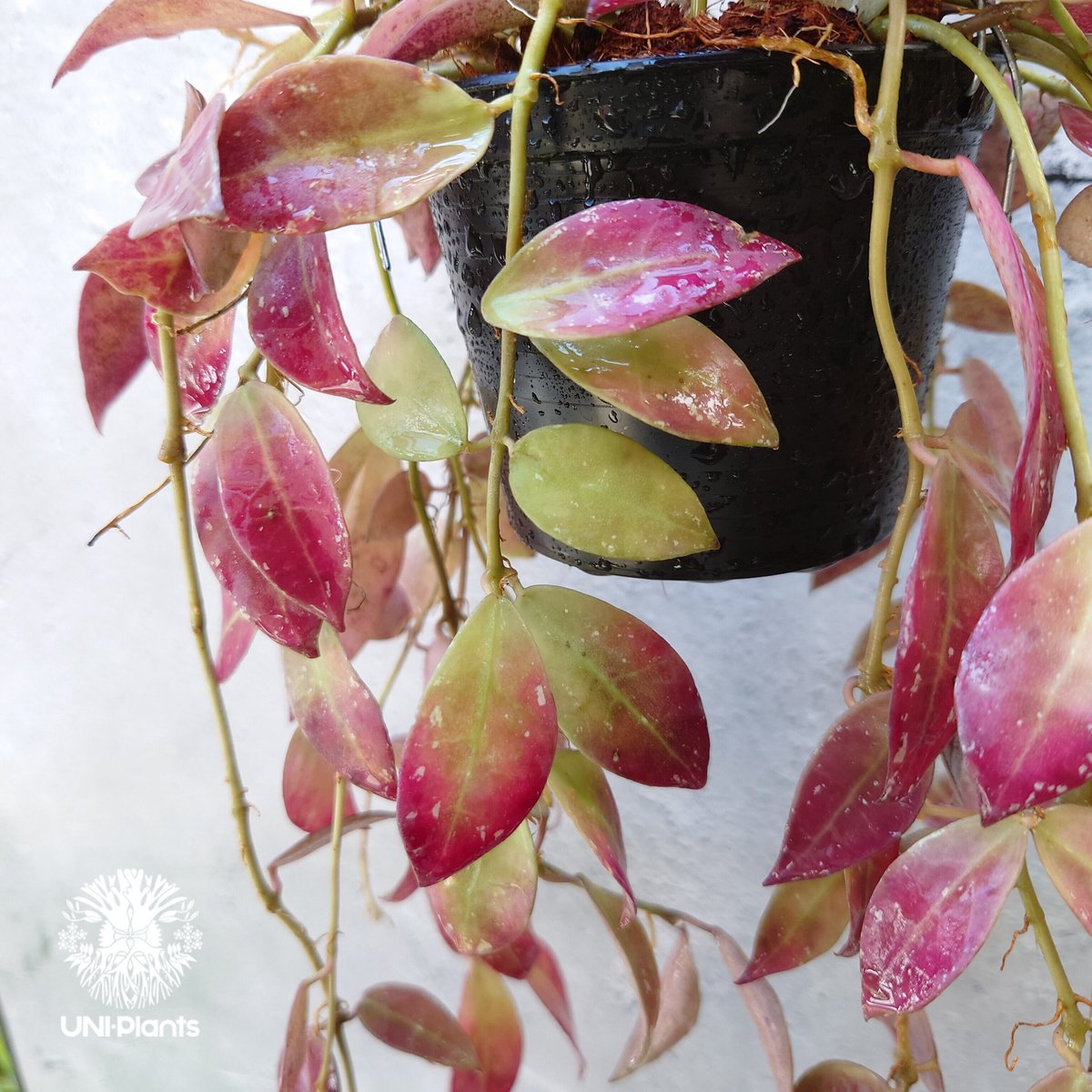 初入荷 Hoya walliniana ut152 ホヤ ワリニアーナ ホヤ植物 植物 珍奇