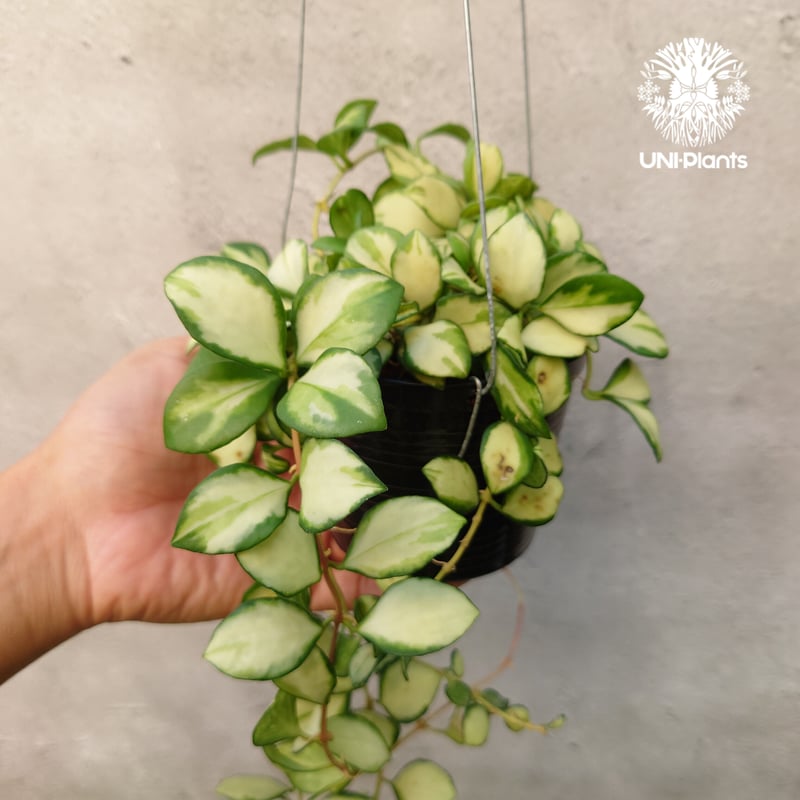 ホヤ ヘウスケリアナ バリエガータ Hoya Heuschkeliana