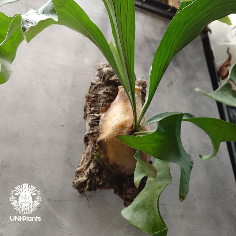 Platycerium hillii cv. Nampu ビカクシダ ヒリー cv. ナンプー