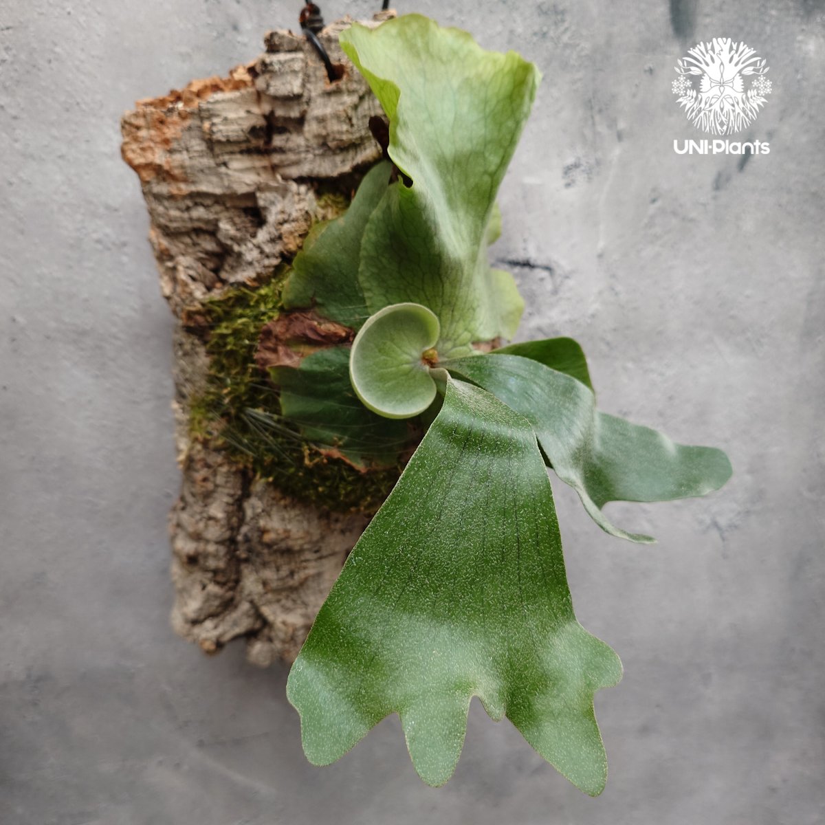 Platycerium wandae × veitchii ビカクシダ ワンダエ×ベイチー コ