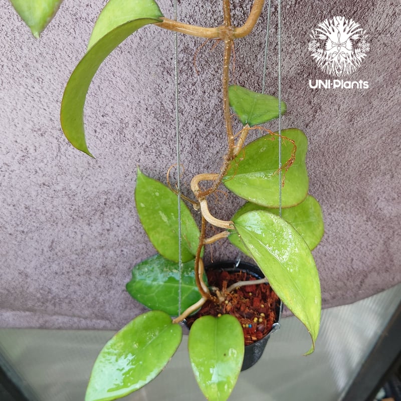 Hoya Fusco marginata ホヤ フスコ マルギナタ 人気のホヤ植物 ホヤの