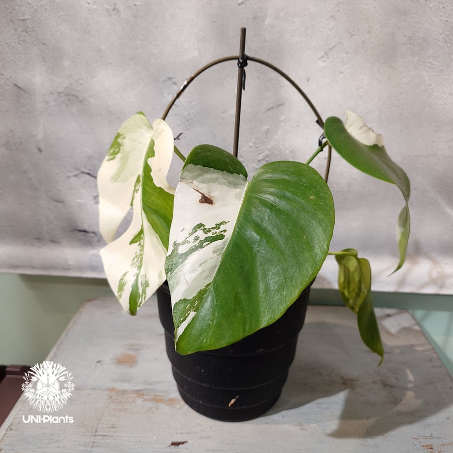 6a0c0de3a18e8dba8ea73b9e