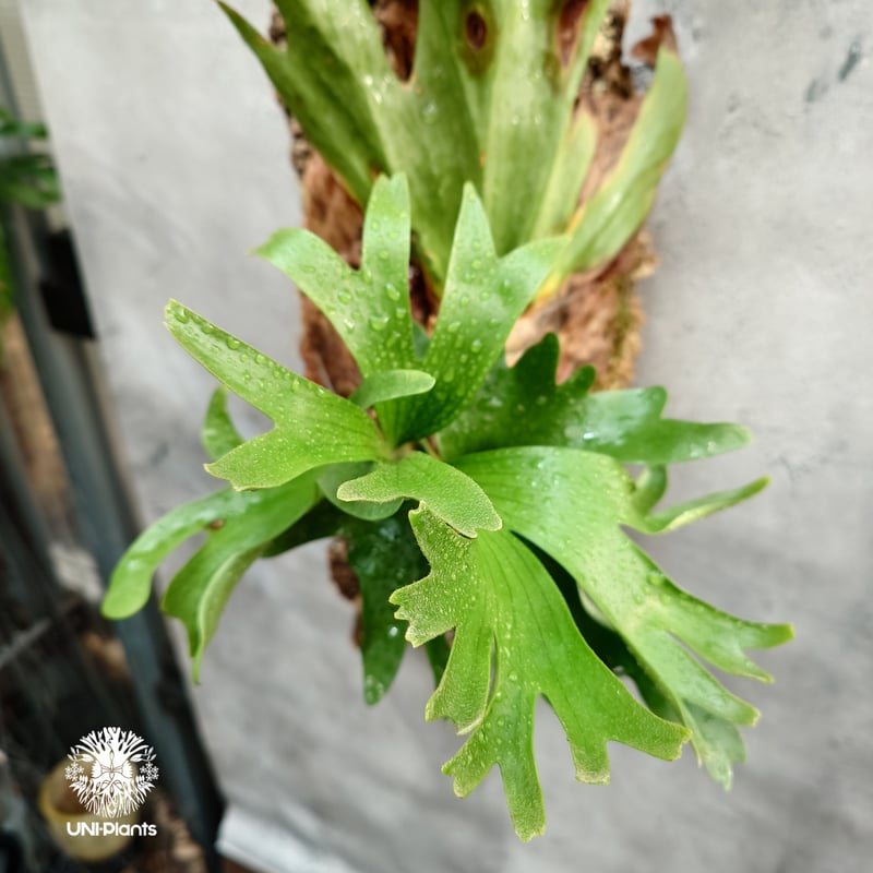 Platycerium coronarium Thin ビカクシダ コロナリウム シン ビカク