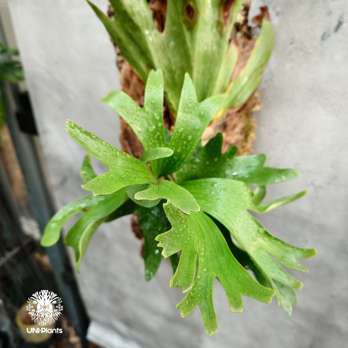 ビカクシダ　コロナリウム〔Thin Thin〕 コルク付け　大サイズ1 Platycerium coronarium Thin ビカクシダ コロナリウム シン ビカク