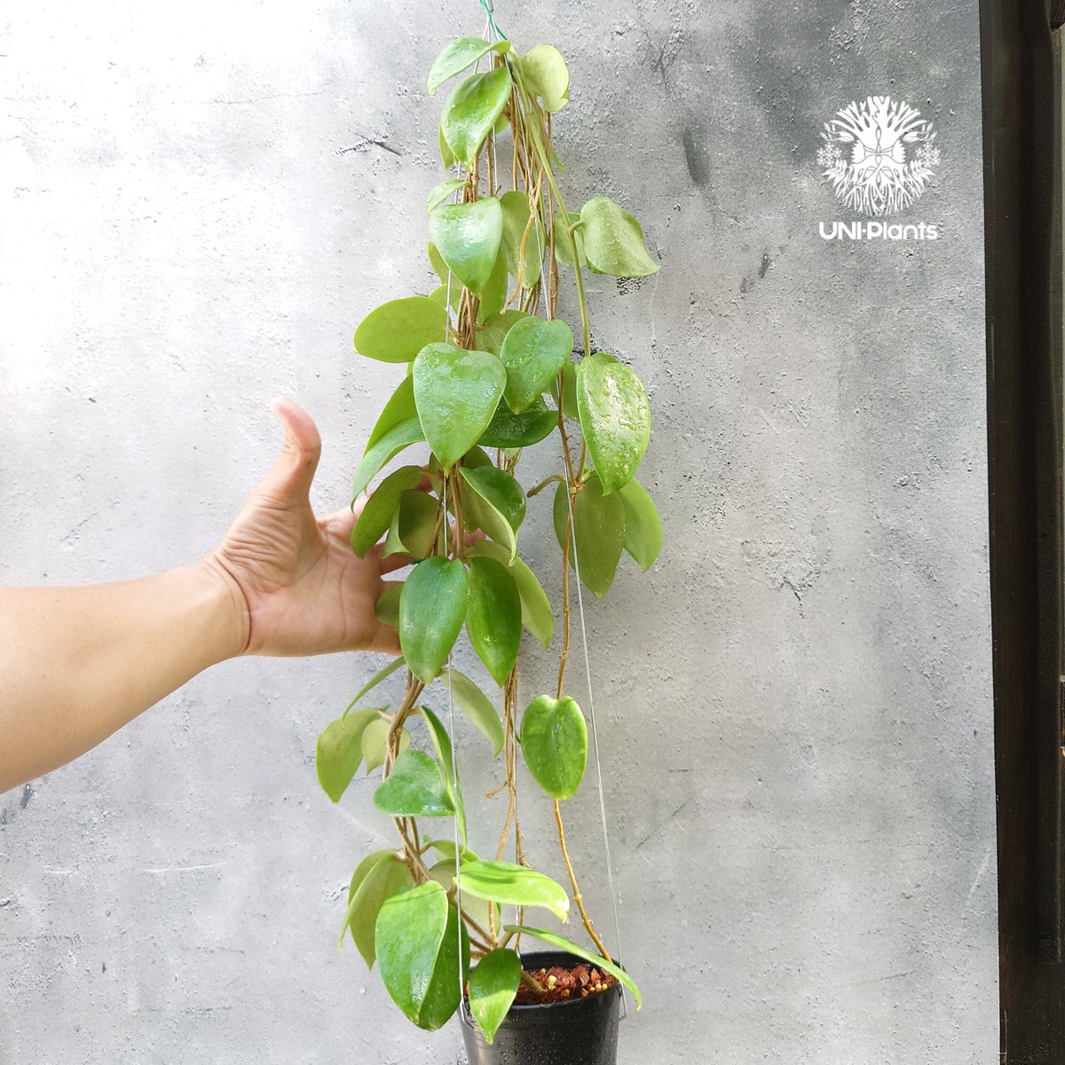 ホヤ アルドリッチ （サクララン） Hoya aldrichii - 植物/観葉植物