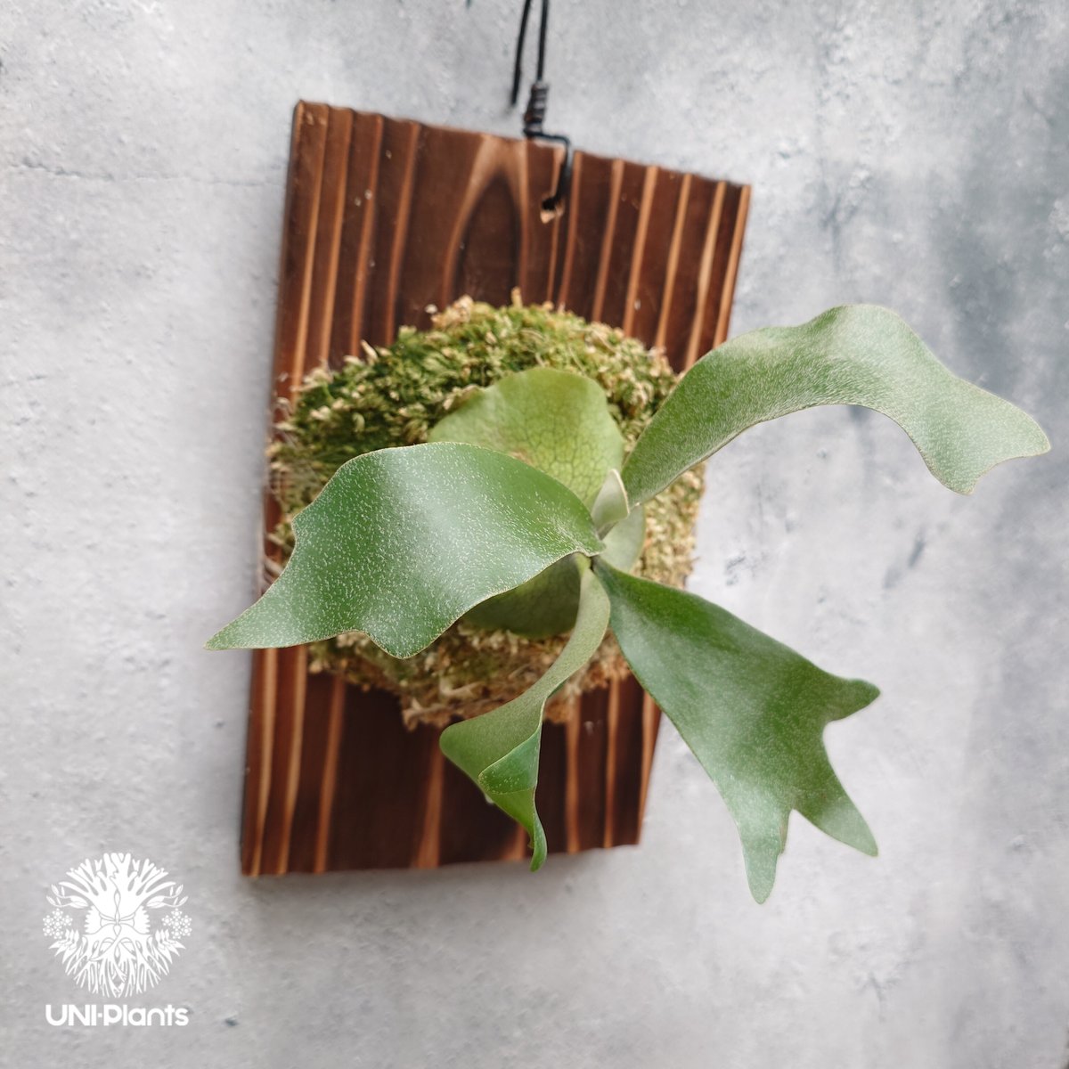 Platycerium hillii cv.Miss Moana（pup） ビカクシダ ヒリー