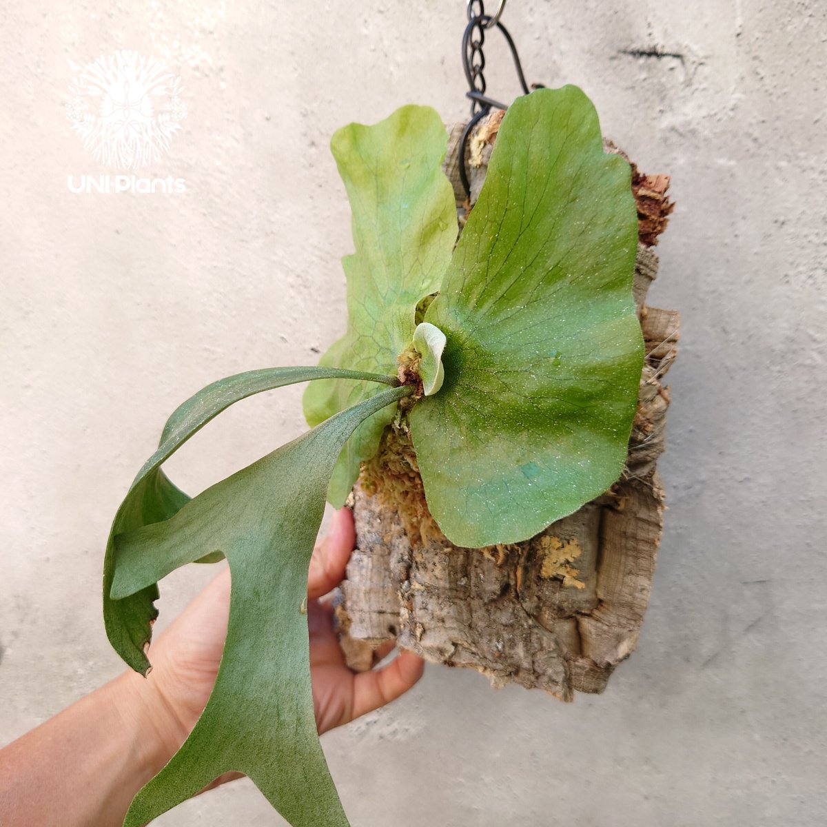 ビカクシダ ステマリア Platycerium stemaria コウモリラン ビカクシダ