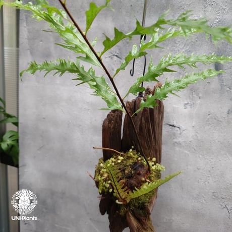 Drynaria rigidula `whitei ドリナリア·リギデュラ'ホワイティ' 流木仕立て 観葉植物 珍奇植物 植物 着生植物 インテリア植物 珍しい シダ植物