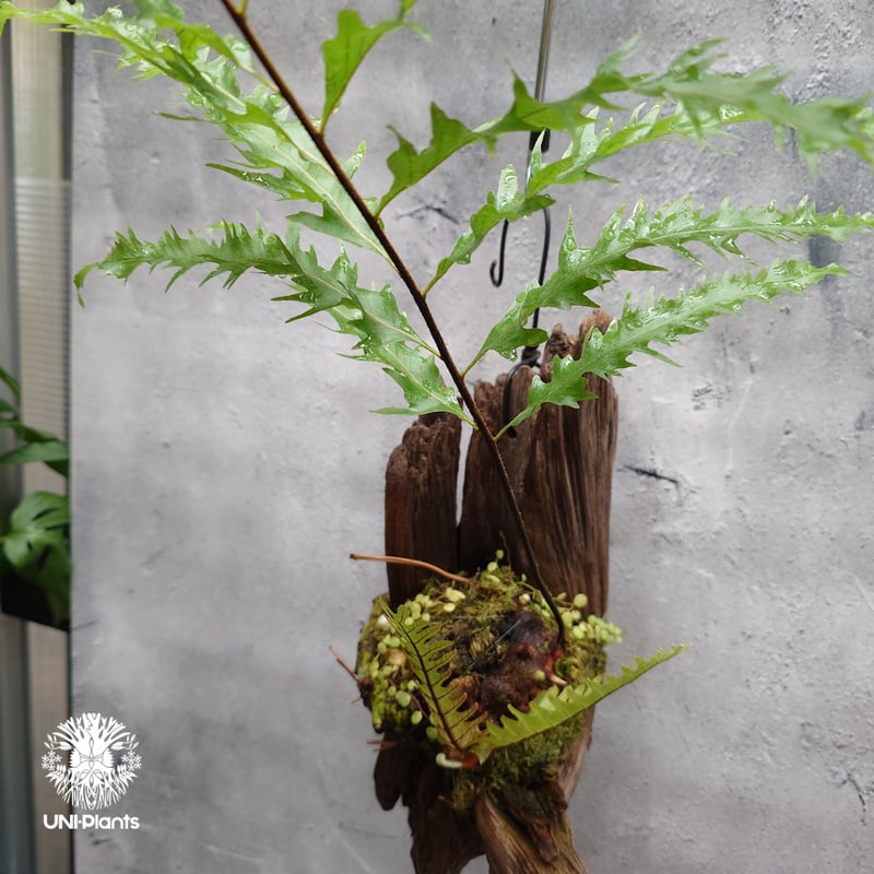 Drynaria rigidula `whitei ドリナリア·リギデュラ'ホワイティ' 流木