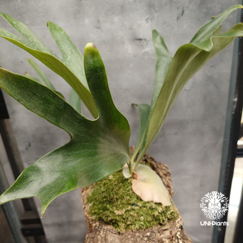 Platycerium hillii Excellence ビカクシダ ヒリー エクセレンス