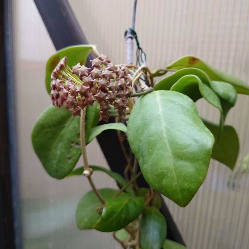 ホヤ　ミンドレンシス ホヤ ミンドレンシス オレンジ Hoya mindorensis orange ホヤ