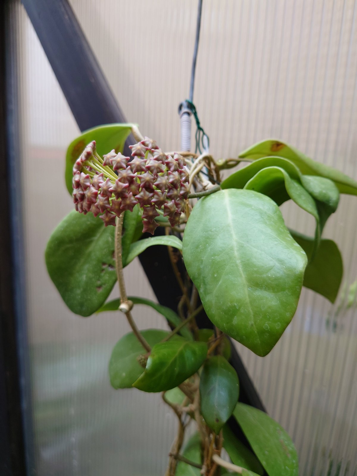 ホヤ ミンドレンシス パープルスター mindorensis purple star