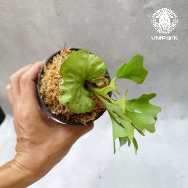 リドレイ　ドワーフ　板付 ビカクシダ リドレイ ドワーフ Platycerium ridleyi Dwarf