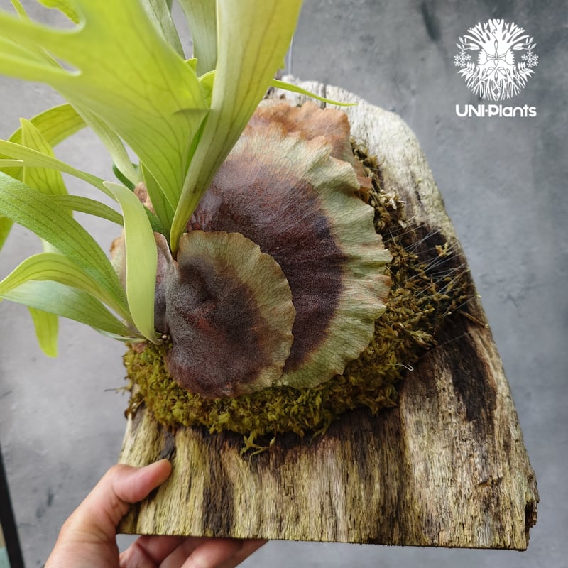 platycerium gqgq ビカクシダ ジクジク かわる 