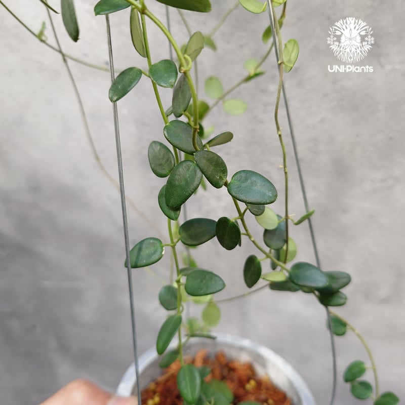 0904＊Hoya ＊ ホヤ ＊ pulleana ＊ IM-08 Hoya sp. IM-08 | Vermont Hoyas