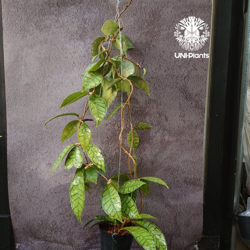 花座付き! Hoya Callistophylla short leaves ホヤ カリストフ
