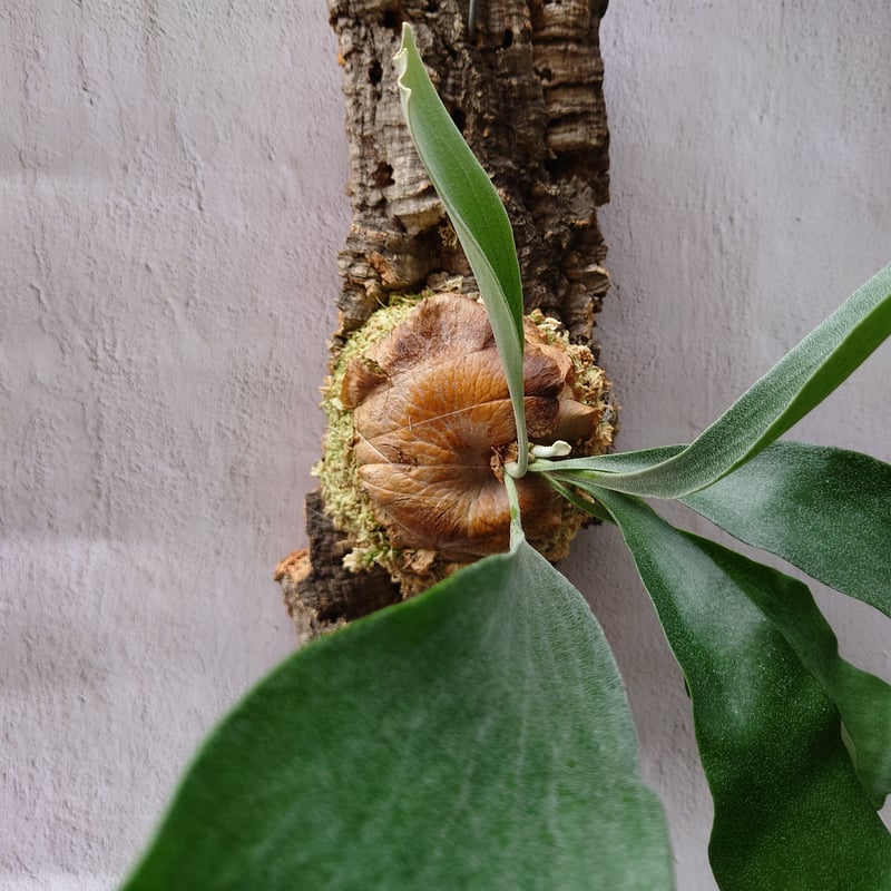 ビカクシダ(コウモリラン) ビフルカツム Platycerium bifurcatum ビカクシダ(コウモリラン) ビフルカツム Platycerium bifurcatum