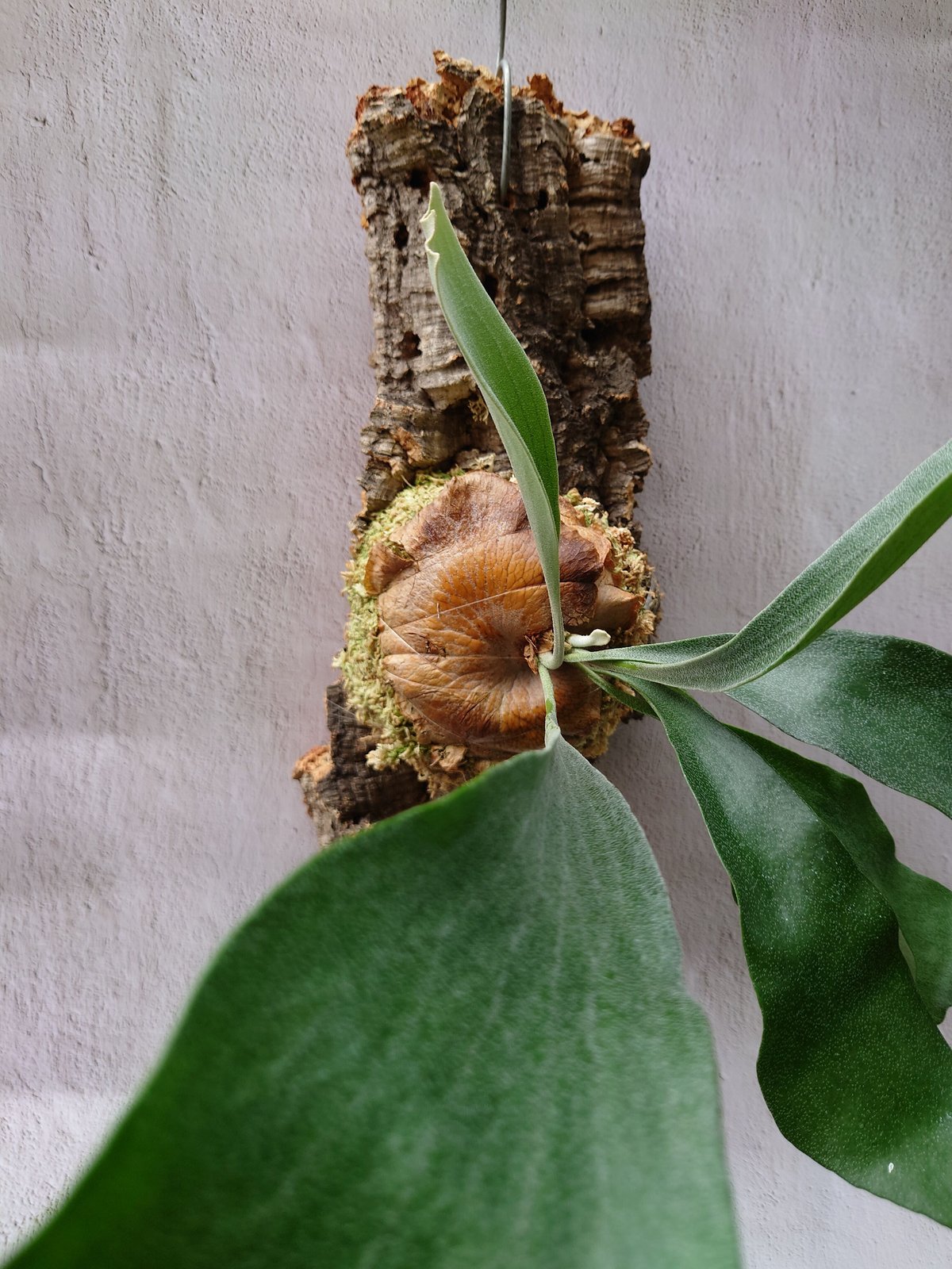 ビカクシダ(コウモリラン) ビフルカツム Platycerium bifurcatum | U