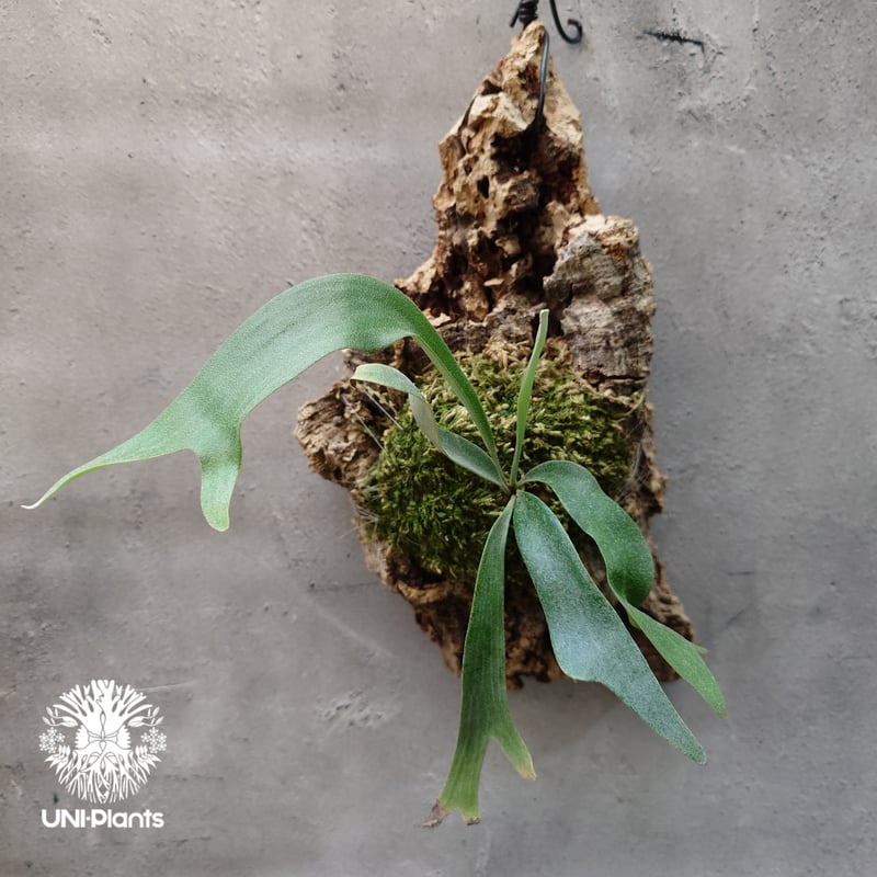 ビカクシダ　jibjib Platycerium Jib Jib (pup)(P. willinckii x P. bi