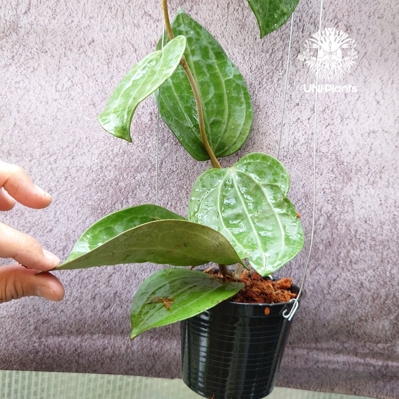 Hoya Latiforia ホヤ ラティフォリア 大ぶり!! ホヤ 植物 ホヤの花 観葉