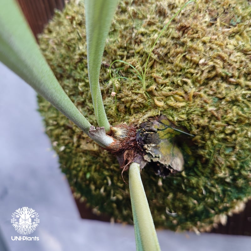 madagascariense(oc) 流木付　ビカクシダ madagascariense(oc) 流木付 ビカクシダ