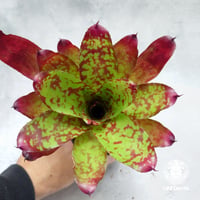 Neoregelia Winnie the Pooh ネオレゲリア ウィニーザプー  Neoregelia ブロメリア  Bromeliad ブロメリア科ネオレゲリア属
