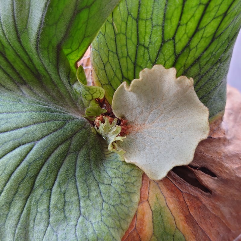 ビカクシダの女王 ワンダエ　Platycerium wandae⑧ ビカクシダの女王 ワンダエ Platycerium wandae⑧