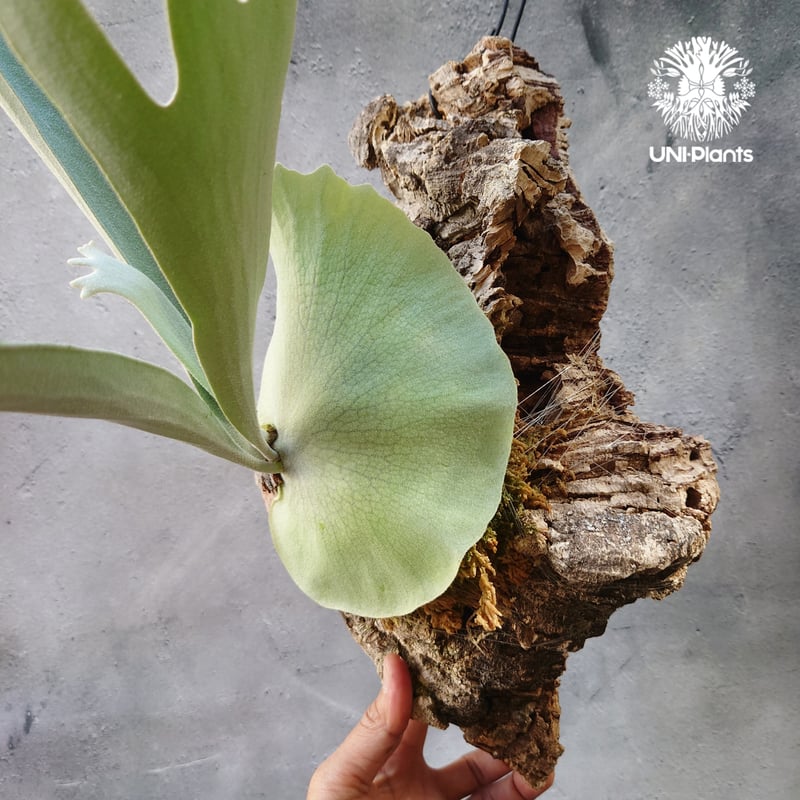 ビカクシダ ベイチー シルバーフロンド Patycerium veitchii cv