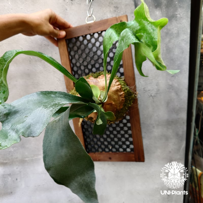 ビカクシダ アルシコルネ Platycerium alcicorne ビカクシダ原種 シダ植